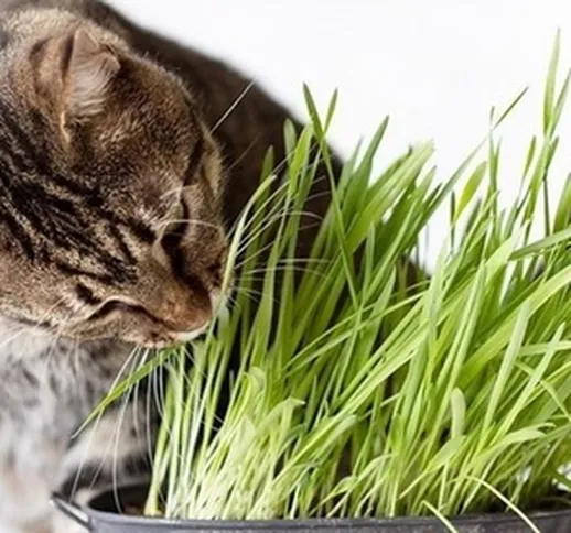 Set di 6 piante di erba gatta con vasi inclusi, spedizione gratuita