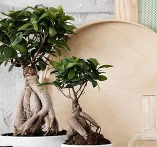 Set di 2 o 4 piante bonsai di Ficus Ginseng con vaso incluso