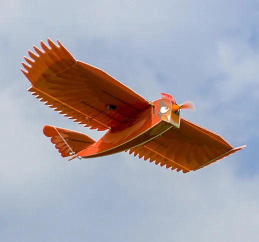 Dancing Wings Hobby E34 New Biomimetic Northern Cardinal 1170mm Apertura alare Schiuma EPP...