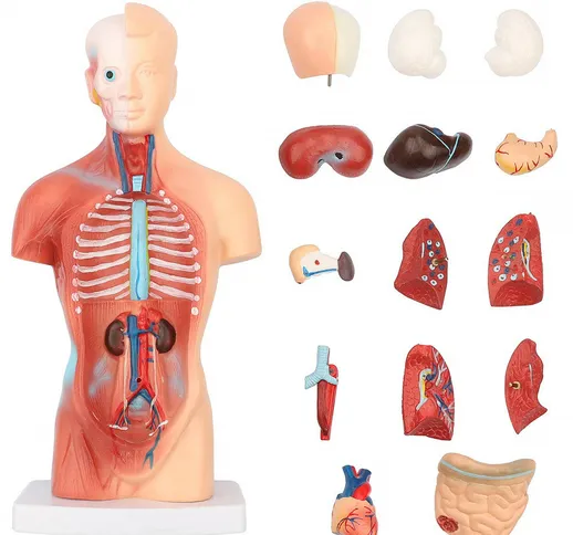 11 pollici Modello corpo umano Torso Anatomia Bambola 15 Parti rimovibili Scheletro viscer...