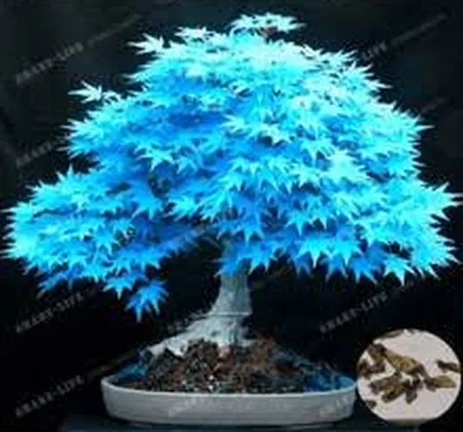 semi dell'albero 20 semi Bonsai blu albero di acero giapponese piante semi di acero balcon...