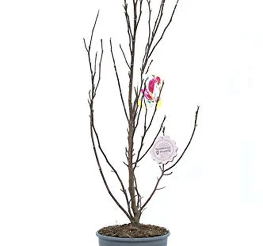Magnolia 'Susan', Magnolia da fiore, Pianta vera in vaso, Pianta da terrazzo