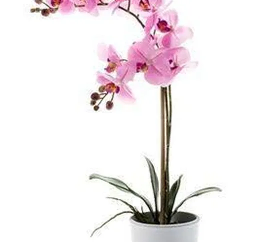 artplants.de Orchidea phalaenopsis Ornamentale Candida, 2 Rami, Rosa, in Vaso, 65cm - Orch...