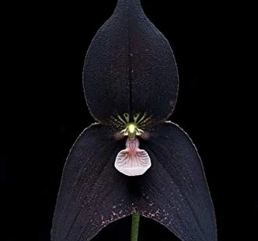 120 pezzi Semi di orchidee nere bellissime scimmie faccia Senior Phalaenopsis Bonsai Semi...