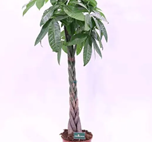Pachira Acquatica Intrecciata vaso 20 cm pianta da interno pianta da ufficio pianta orname...