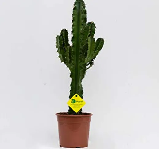 PLANTI' PIANTA VERA | Euphorbia erythraea | Piante grasse ornamentali da vaso per interno,...