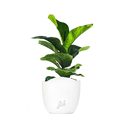 Ficus lyrata pianta vera, ficus lyrata albero vero | con Vaso artigianale FLOB Ø 12| Altez...