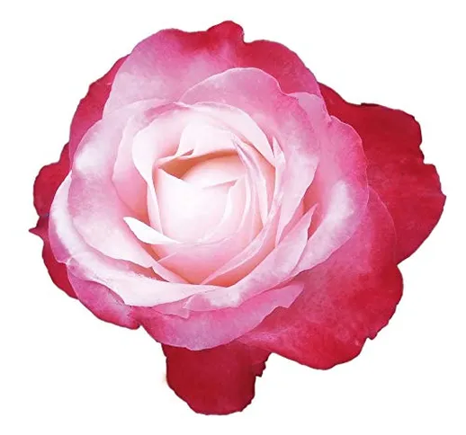 Nostalgie®, rosa viva rifiorente di Rose Barni®, rosa in vaso di effetto prestigio, con fi...