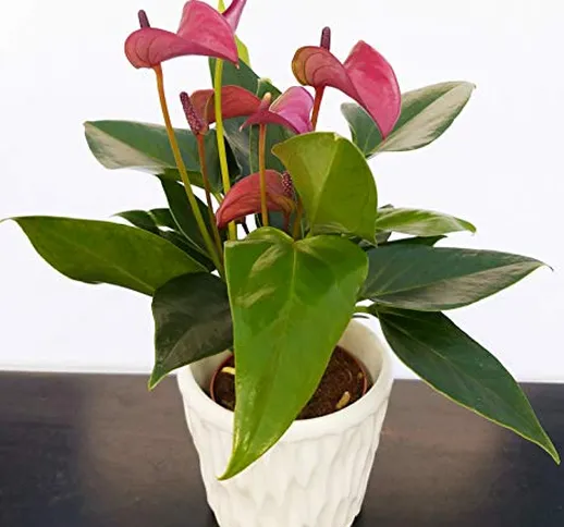 POWERS TO FLOWERS - ANTHURIUM VIOLA IN VASO CERAMICA BIANCO CON SPATOLATURA IN RILIEVO, pi...