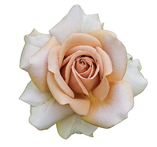 Mokarosa®, rosaio vivo Rose Barni®, rosa in vaso colore caffè crema, linea prestigio, fior...