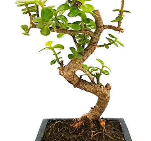 CRASSULA PORTULACEA BONSAI, ALBERO DI GIADA IN VASO CERAMICA BLU, pianta vera