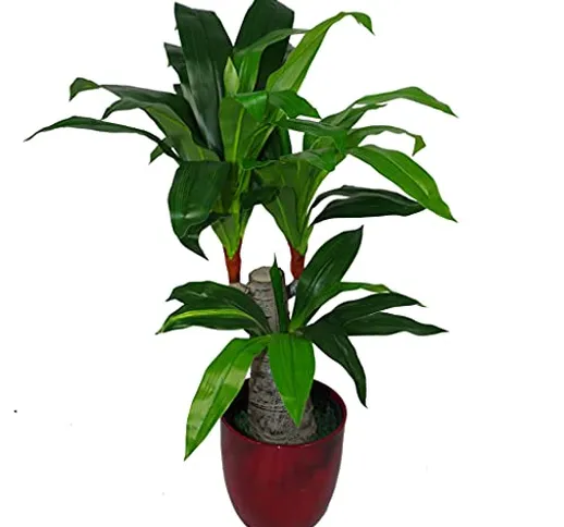 Leaf LEAF-7069 Design UK - Vaso in plastica artificiale Dracaena per piante a triplo ramo,...