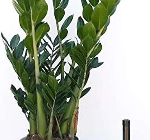 ZAMIOCULCAS XXL IN VASO CERAMICA BIANCO, Vaso 22 altezza 110cm, pianta vera