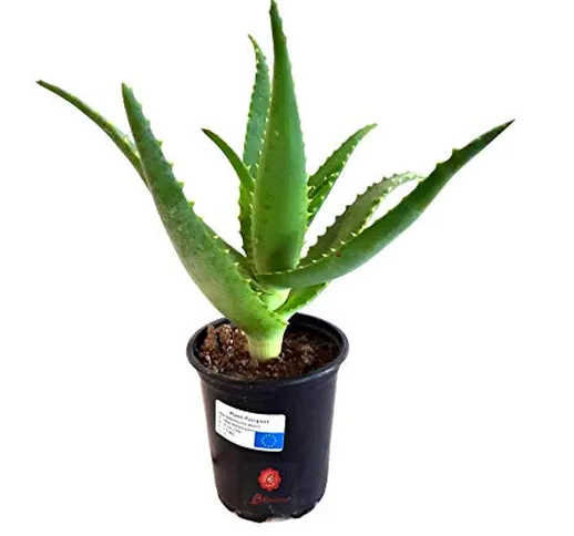 Pianta Aloe Arborescens Etnea da coltivazione bio biologica Vera Piantina Piccola in vaso...