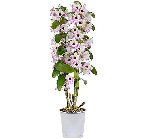 Dendrobium nobile 'Lucky Bird' | Orchidea | Fiori bianchi rosa | Altezza alla consegna 50-...
