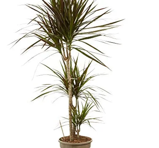 Pianta d'appartamento da Botanicly – Albero del drago bicolore – Altezza: 125 cm, 3 germog...