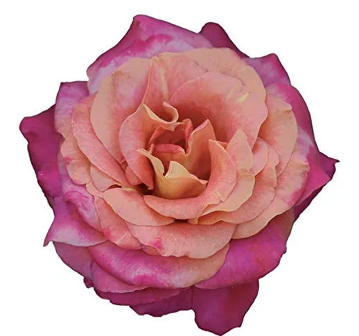 Belle Epoque®, rosa viva di Rose Barni® in vaso colore cangiante salmone arancio rosa, lin...
