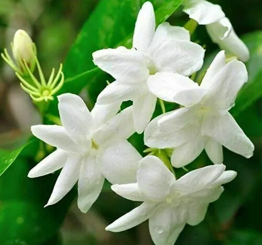 Gelsomino bianco"Jasminum officinalis" 3 piante rampicanti in vaso ø9 cm