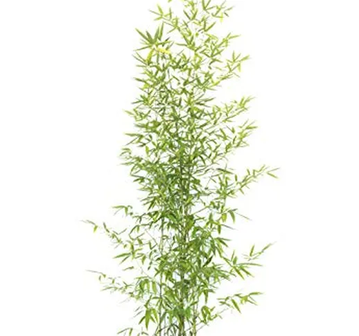 Vannucci Piante - Bambusa bissetii in vaso, Pianta vera fino a 5-8m di altezza