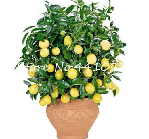 Bloom Green Co. 50 Pz Rare Nano Arcobaleno limone biologico frutta Bonsai Lemon Tree giard...