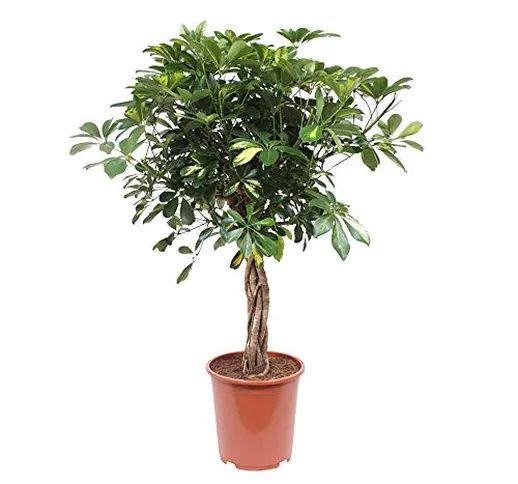 Choice of Green - Schefflera Gold Capella - pianta della casa in vaso per coltivatore ?27...