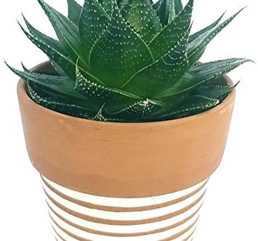 ALOE COSMO IN VASO CERAMICA BIANCO-BRONZO RIGATO, pianta vera