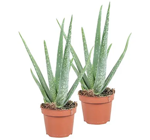 Aloe vera | Set di 2 aloe vera | Effetti curativi | Altezza 40-45 cm | Vaso Ø 12 cm