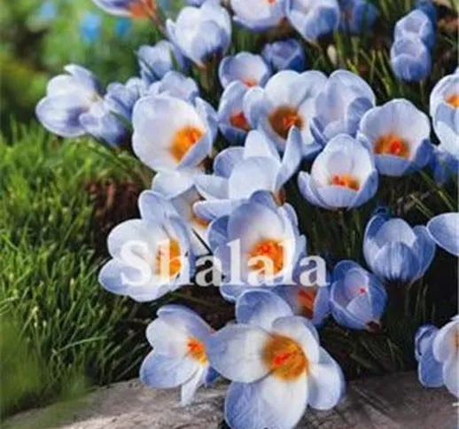 SANHOC 100 Piante Pz T Crocus Zafferano Bonsai Zafferano (Non Zafferano Bulbi) Fiore Gioia...