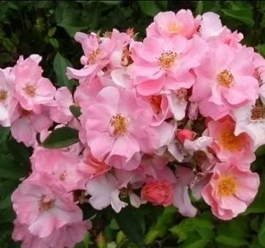 Clair Matin®, rosa rampicante in vaso di Rose Barni®, altezza raggiunta fino a 3 metri, ri...