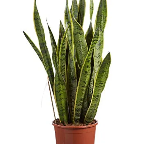 Pianta d'appartamento da Botanicly – Sansevieria trif. Laurentii – Altezza: 80 cm