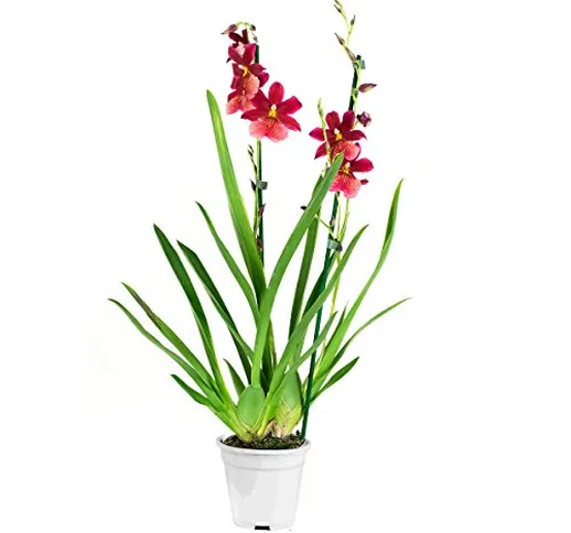 Orchidea – Orchidea Cambria – Altezza: 60 cm, 2 germogli, Fiori rossi