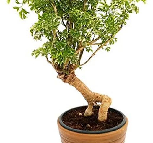 ARALIA POLYSCIAS VARIEGATA BONSAI, ARALIA POLISCIA, IN VASO CERAMICA BRONZO A RIGHE, piant...