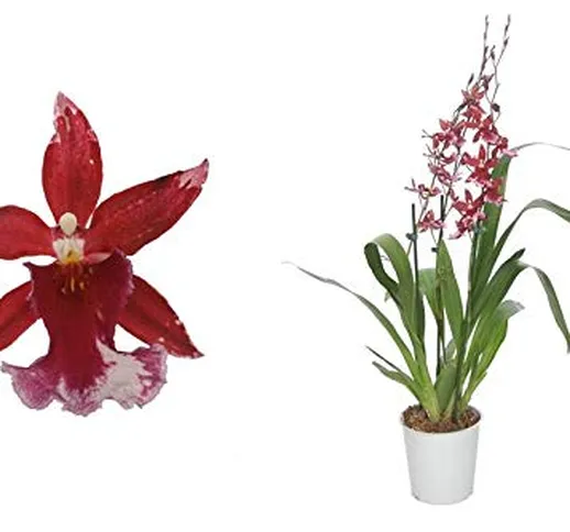 Orchidea – Orchidea Cambria rossa – Altezza: 60 cm, 3 germogli, fiori rosso-bianco
