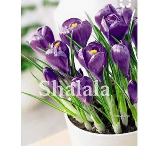 SANHOC 100 Piante Pz T Crocus Zafferano Bonsai Zafferano (Non Zafferano Bulbi) Fiore Gioia...