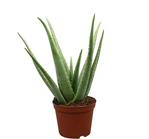 Aloe vera | Asphodeloideae | Effetto curativo | Succulente | Altezza alla consegna 25-30 c...