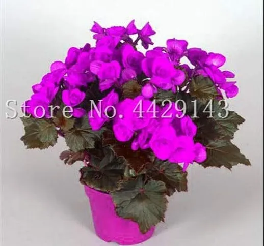 SANHOC Il Trasporto Libero 100 pc/Sacchetto Piante Begonia Bonsai Fiore pianta DIY Decoraz...