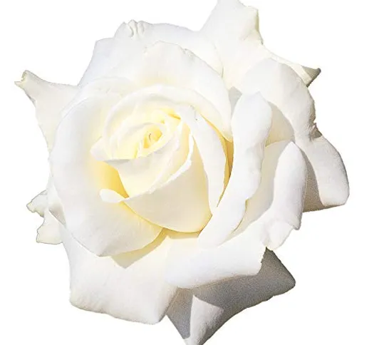 Letizia®, rosaio vivo Rose Barni®, rosa in vaso colore bianco crema, linea prestigio, fior...