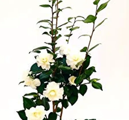 CAMELIA JAPONICA BIANCA XXL, vaso 23cm, pianta vera