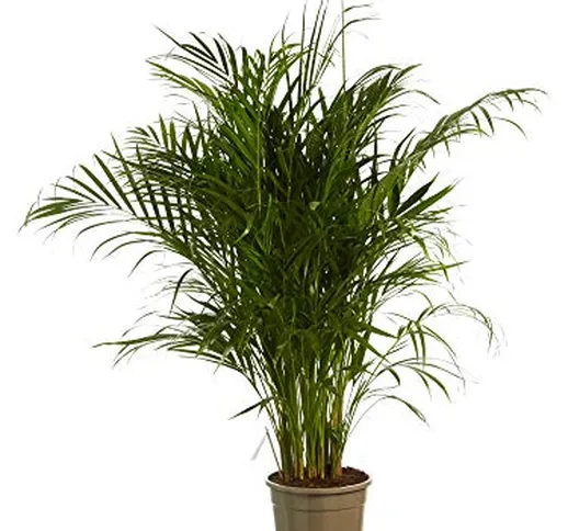 Pianta d'appartamento da Botanicly – Palma Areca – Altezza: 125 cm – Dypsis lutescens