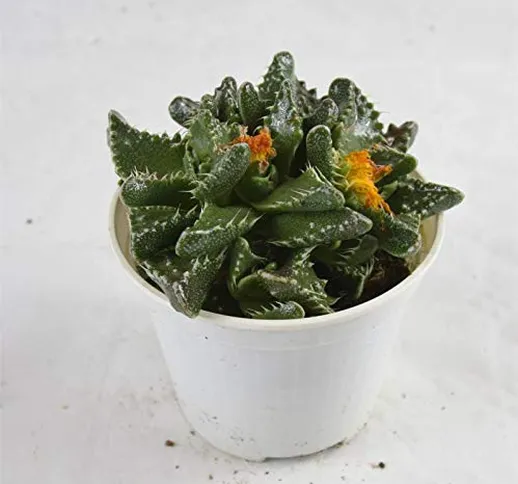 Pianta Grassa Faucaria Tuberosa, Vaso 10cm, Altezza 5/10cm