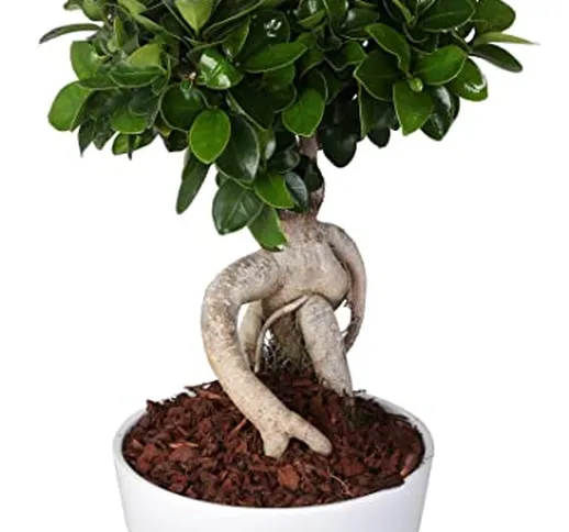 BONSAI FICUS MICROCARPA"GINSENG" IN CERAMICA TONDA DIAMETRO 16 CM.