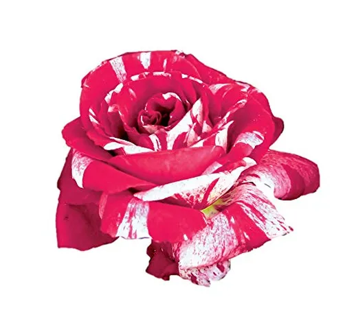 Scentimental®, rosaio vivo Rose Barni®, rosa profumata rossa striato di bianco, pianta rus...