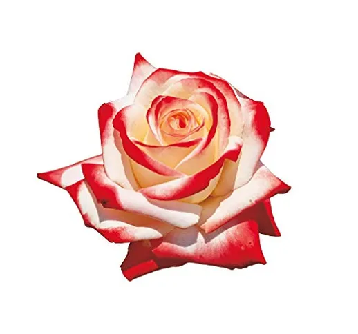 Imperatrice Farah®, rosaio vivo Rose Barni®, rosa in vaso colore bianco avorio e rosso lin...