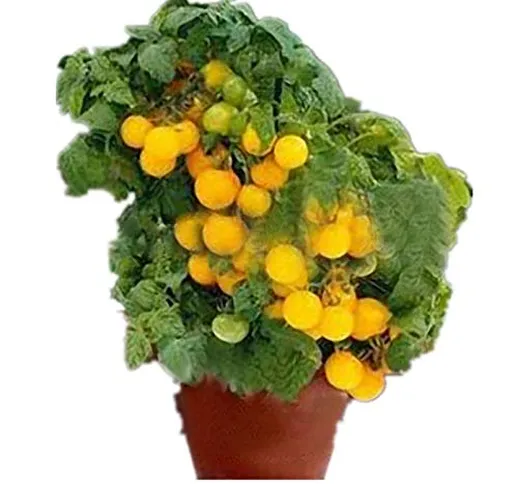 KINGDUO Piantine Rosso Giallo Nero di 200Pcs Pomodoro Semi Giardino Ortaggi in Vaso Bonsai...