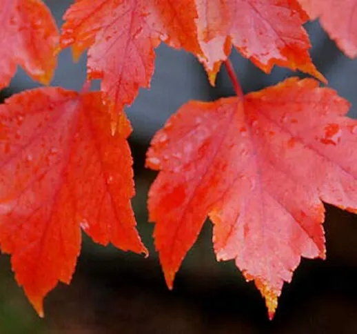 Acero Rosso"Acer rubrum" Acero Scarlatto in vaso ø19 cm h. 120/150 cm