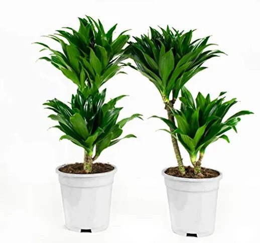 Piante da interno da Botanicly – 2 × Albero del drago – Altezza: 65 cm – Dracaena fragr. c...