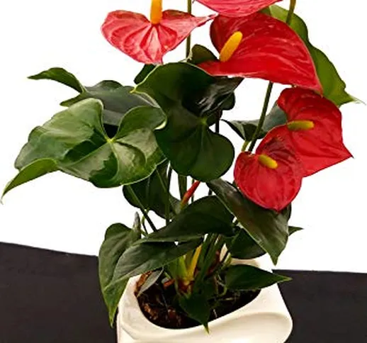 ANTHURIUM ROSSO IN VASO CERAMICA BIANCA AD ONDA, pianta vera