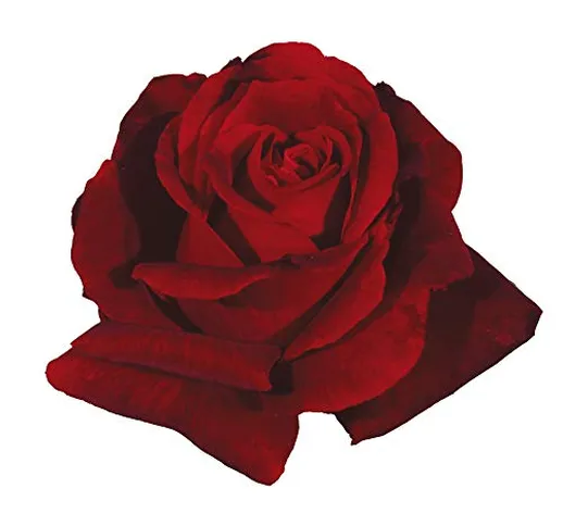 Magia Nera®, rosaio vivo Rose Barni®, rosa in vaso colore nero e rosso, linea prestigio, f...