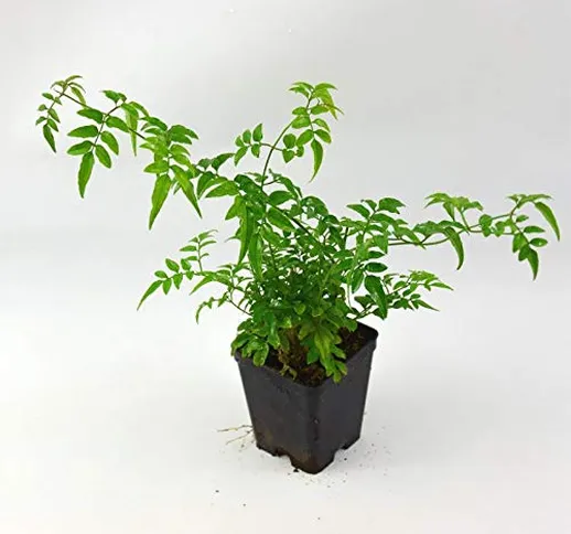 Pianta Gelsomino Polyantum, Vaso 7cm, Altezza 10/15cm