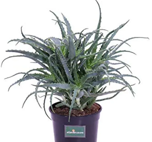 Pianta di Aloe Arborescens pianta biologica pianta di Aloe in vaso pianta di Aloe Ornament...